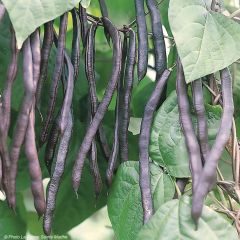 Stamslaboon Purple Queen BIO - Ferme de Sainte Marthe