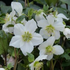 Helleborus HGC Paradenia - Lenteroos