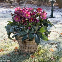 Helleborus glandorfensis Ice N' Roses Red - winterroos