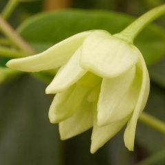 Holboellia latifolia - Klimkomkommer