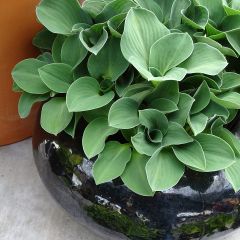 Hosta Blue Mouse Ears - Hartlelie