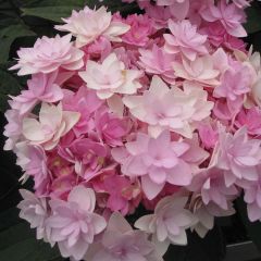 Hydrangea macrophylla You and Me Romance - Bolhortensia
