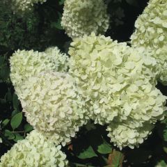 Hydrangea paniculata Limelight - Pluimhortensia