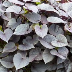 Ipomoea batatas Sweet Heart Jet Black - Zoete aardappel