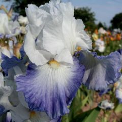 Iris germanica Alizes - Baardiris