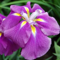 Iris ensata Sensation - Japanse iris