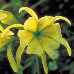 Ismène Sulphur Queen - Spinlelie