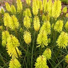 Kniphofia Dorset Sentry - Vuurpijl