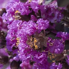 Lagerstroemia indica Black Solitaire Purely Purple - Indische sering