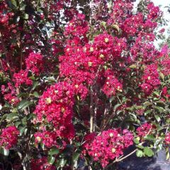 Lagerstroemia Summer Charm Arapaho - Indische sering