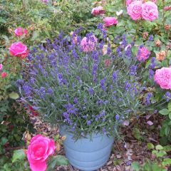 Lavandula angustifolia Bleu de Gien - Echte lavendel