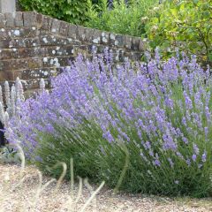 Lavendel Munstead - Lavandula angustifolia