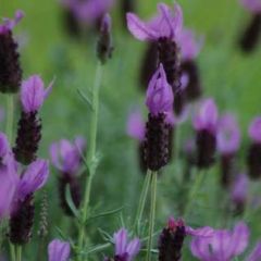 Kuiflavendel - Lavandula stoechas