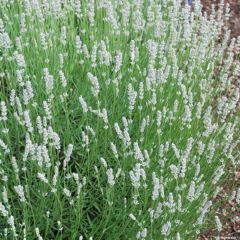 Lavandin Edelweiss - Lavandula intermedia