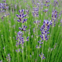 Lavandula angustifolia Dwarf Blue - Echte lavendel