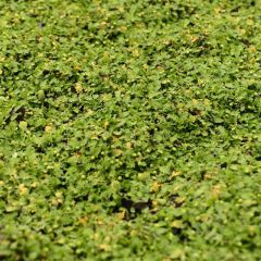 Leptinella dioica Minima - Koperknoopje