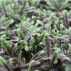 Leptinella squalida Platts Black - Kopernoopje
