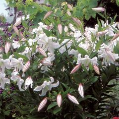 Lilium Casablanca - Oriëntal lelie