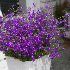 Lobelia Purple Star - Hanglobelia