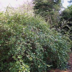 Lonicera fragrantissima - Winterkamperfoelie