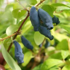 Lonicera kamtschatica Eisbär - Honingbes