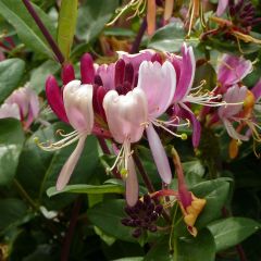 Lonicera periclymenum Serotina - Wilde kamperfoelie