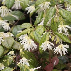 Loropetalum chinense - Chinese franjeboom