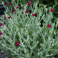 Lychnis coronaria Atrosanguinea - Prikneus