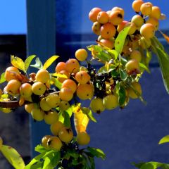Malus Golden Hornet - Sierappel