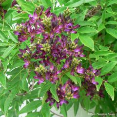 Millettia japonica Satsuma - Zomerglycine