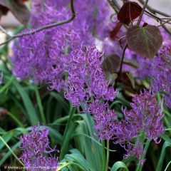 Muscari comosum Plumosum - Kuifhyacint