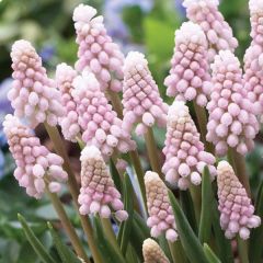Muscari Pink Sunrise - Blauwe druifjes