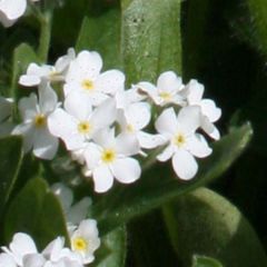Myosotis Snowsylva (plugplanten) - Bosvergeet-mij-nietje