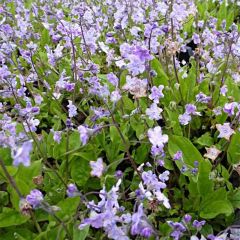 Omphalodes cappadocica Lilac Mist - Voorjaarsvergeet-mij-nietje