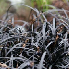 Ophiopogon planiscapus Nigrescens - Slangenbaard