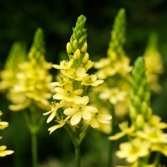 Ornithogalum Namib Sun - Vogelmelk