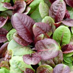 Spaanse zuring Purpurea BIO