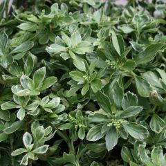 Pachysandra terminalis Variegata - Schaduwkruid