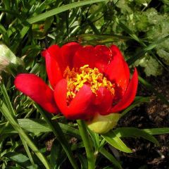 Paeonia lobata Sunshine - Pioenroos