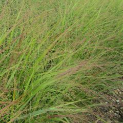 Panicum virgatum Rehbraun - Vingergras