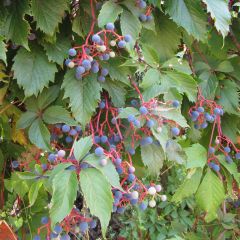 Parthenocissus quinquefolia - Wilde wingerd