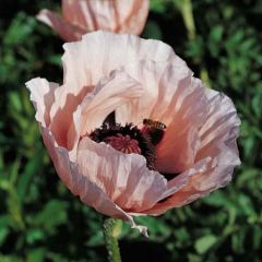 Papaver orientale Princess Victoria Louise - Oosterse papaver