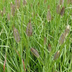 Pennisetum massaicum Red Bunny Tail - Lampenpoetsersgras