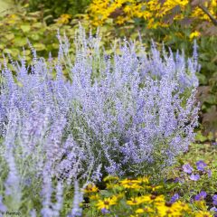 Perovskia atriplicifolia Lacey Blue - Russische salie