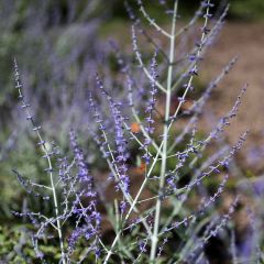 Perovskia atriplicifolia Little Spire - Russische salie