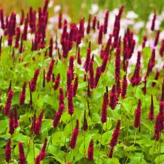 Persicaria amplexicaulis Blackfield - Duizendknoop