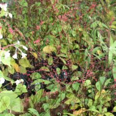 Persicaria filiformis - Duizendknoop