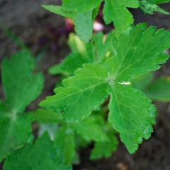 Japanse peterselie BIO Ferme de Sainte Marthe - Cryptotaenia japonica