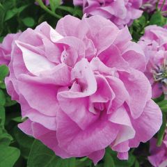 Petunia Surfinia Double Lilac - Hangpetunia