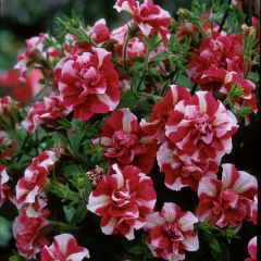Petunia Tumbelina Cherry Ripple - Hangpetunia dubbel